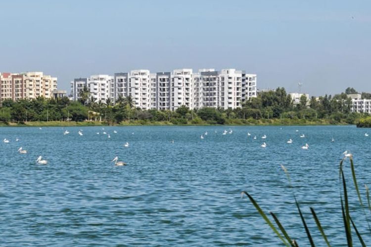 Purva meraki2